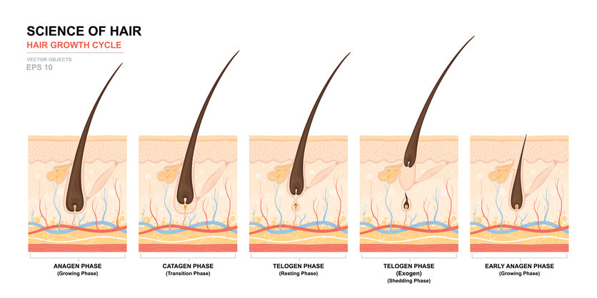 Hair Growth Cycle Chart with Hair Growth Phases Labeled