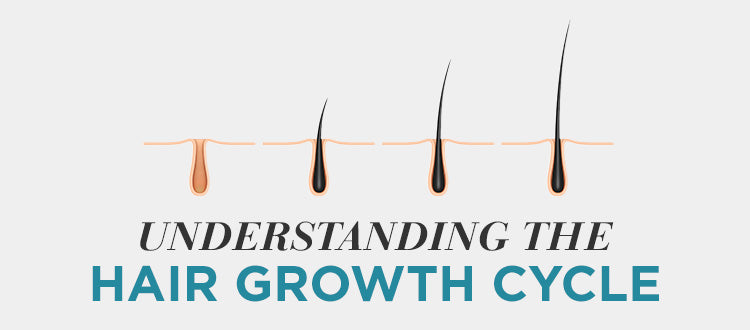 Hair Growth Cycle 4 Stages Explained  Harley Street HTC