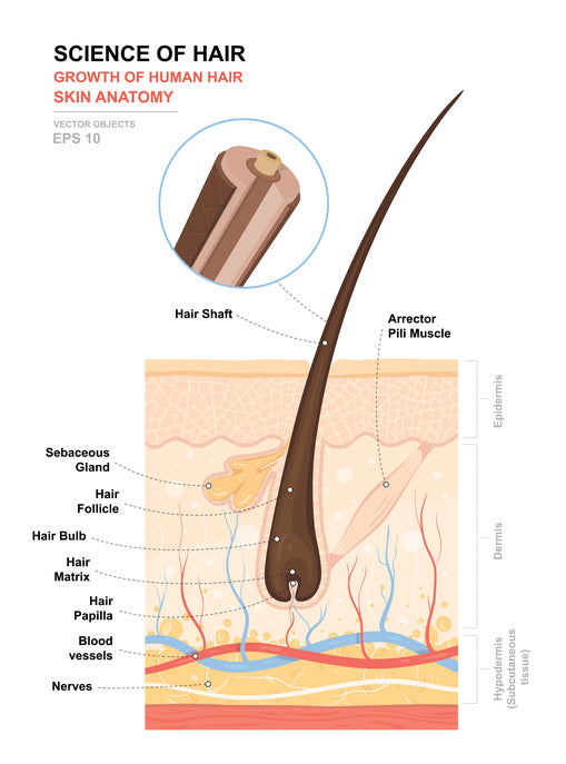 Diagramme des étapes de la croissance des cheveux