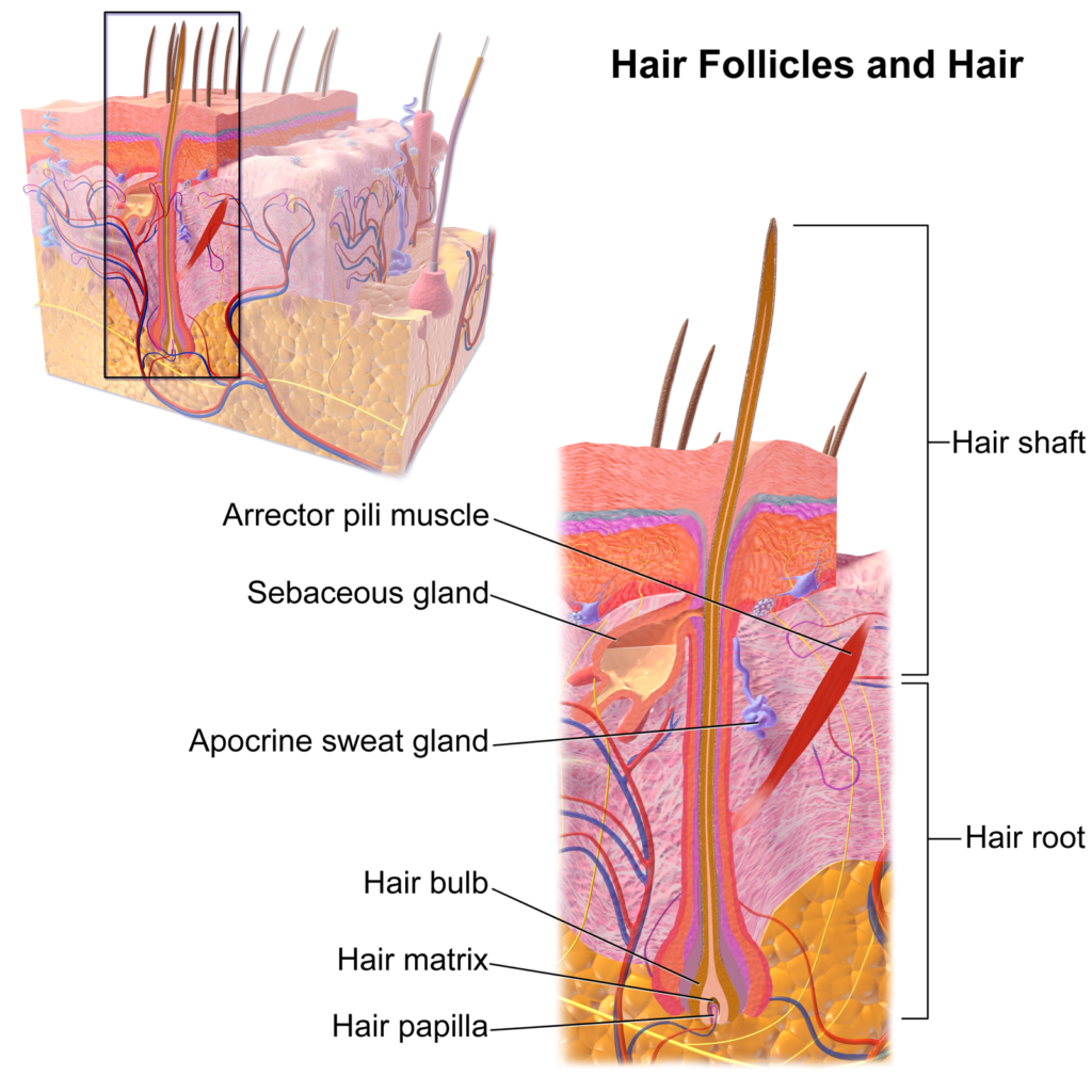 hair root